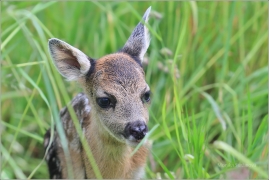 <p>SRNEC OBECNÝ (Capreolus capreolus) Šluknovsko - Jiříkov (European roe deer / Europäisches Reh</p>